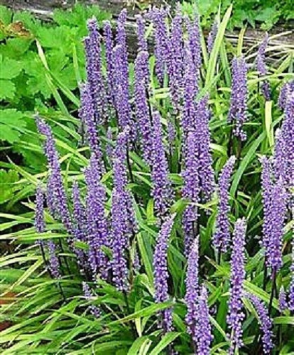 5 LILYTURF Liriope Muscari aka Big Blue Lily Turf / Monkey Grass Flower Seeds