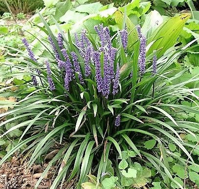 5 LILYTURF Liriope Muscari aka Big Blue Lily Turf / Monkey Grass Flower Seeds