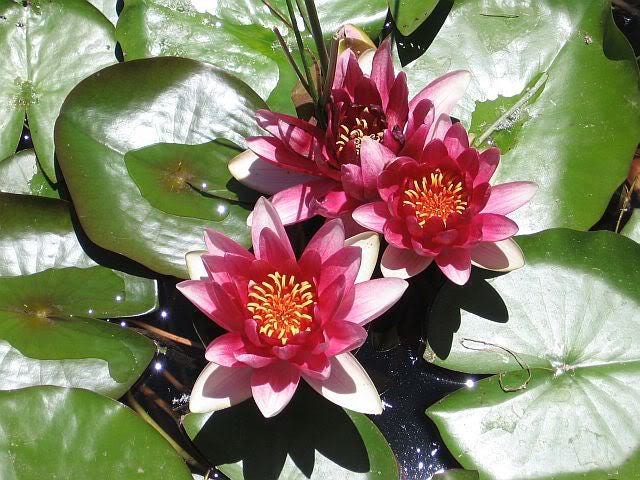 3 Organic Mixed Colors LOTUS Nelumbo Pond Water Lily Lilypad Blue Red Flower Large Seeds