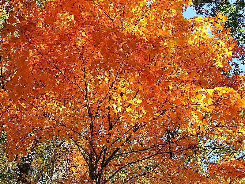 25 SUGAR MAPLE Syrup TREE Native Rock Fall Color Acer Saccharum Seeds