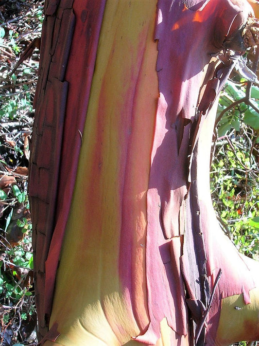 10 PACIFIC MADRONE TREE Bearberry Red Arbutus Menziesii Oregon Laurel Seeds