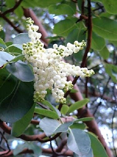 10 PACIFIC MADRONE TREE Bearberry Red Arbutus Menziesii Oregon Laurel Seeds