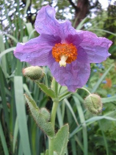 10 VIOLET HIMALAYAN POPPY Meconopsis Betonicifolia Purple Hensol Flower Seeds