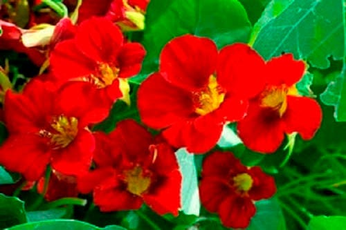 25 Dwarf RED EMPRESS NASTURTIUM Tropaeolum Nanum Hummingbird Flower Seeds