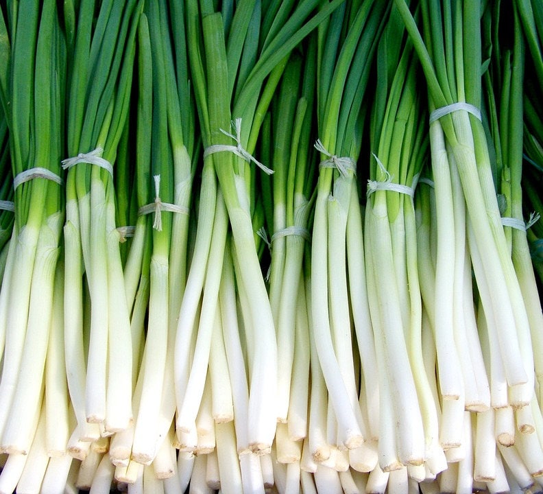 300 Evergreen NEBUKA BUNCHING ONION Japanese Allium Fistulosum Vegetable Seeds