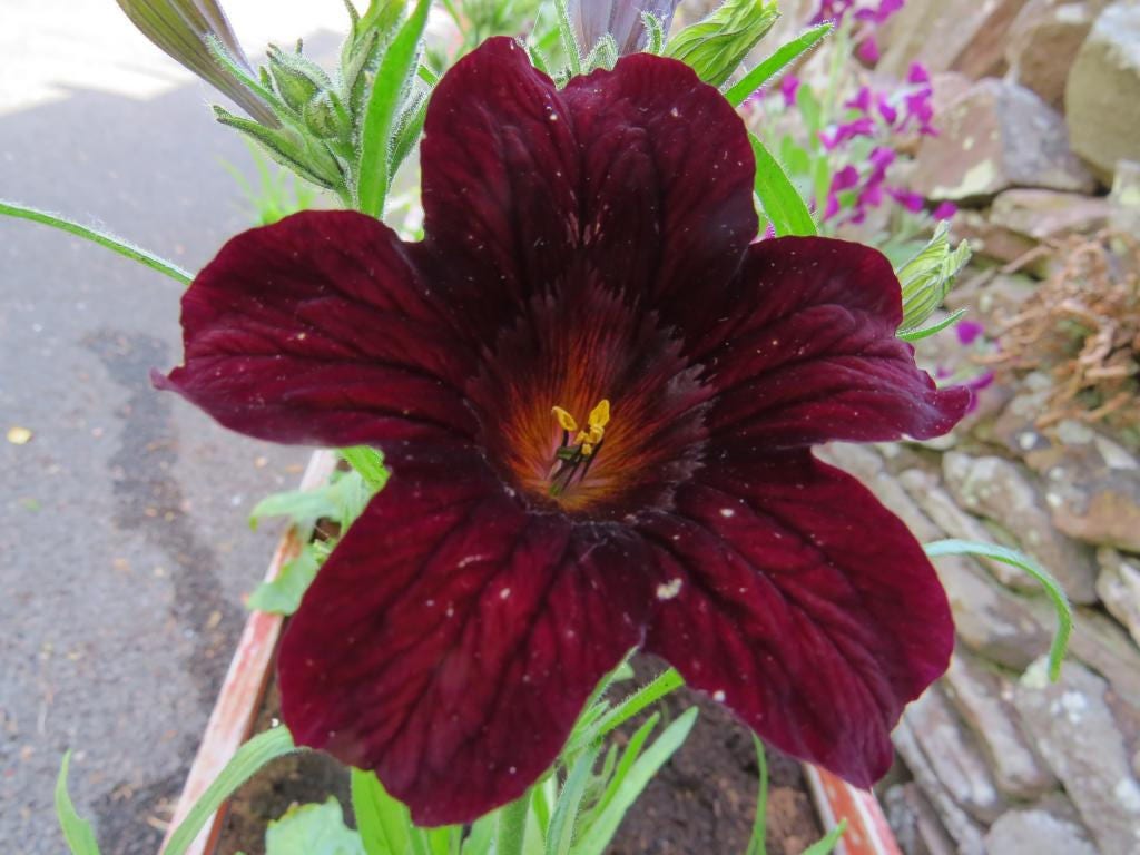 25 Chilean BLACK PAINTED TONGUE Salpiglossis Sinuata Paisley Flower Seeds