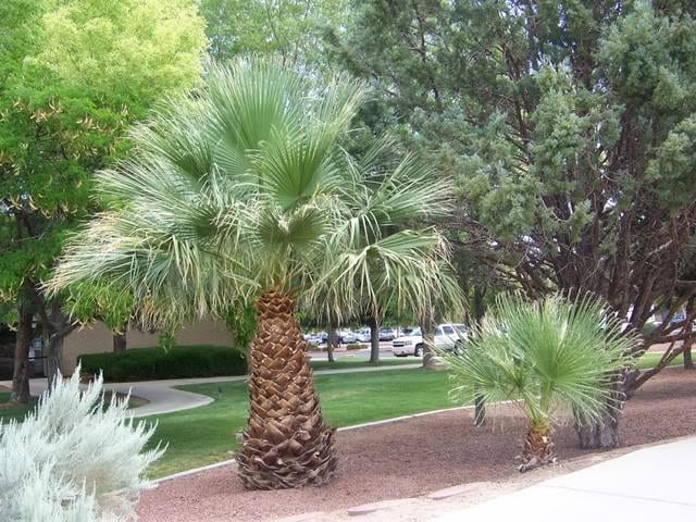 30 CALIFORNIA FAN PALM Tree Petticoat Arizona Desert Washingtonia Filifera Seeds
