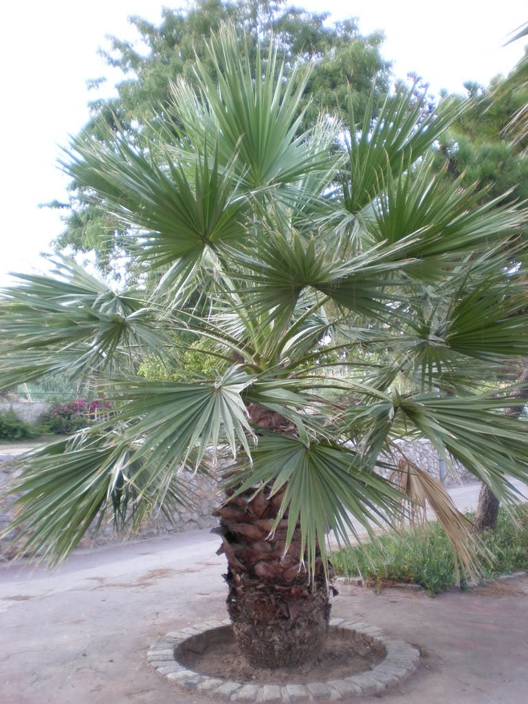 30 CALIFORNIA FAN PALM Tree Petticoat Arizona Desert Washingtonia Filifera Seeds