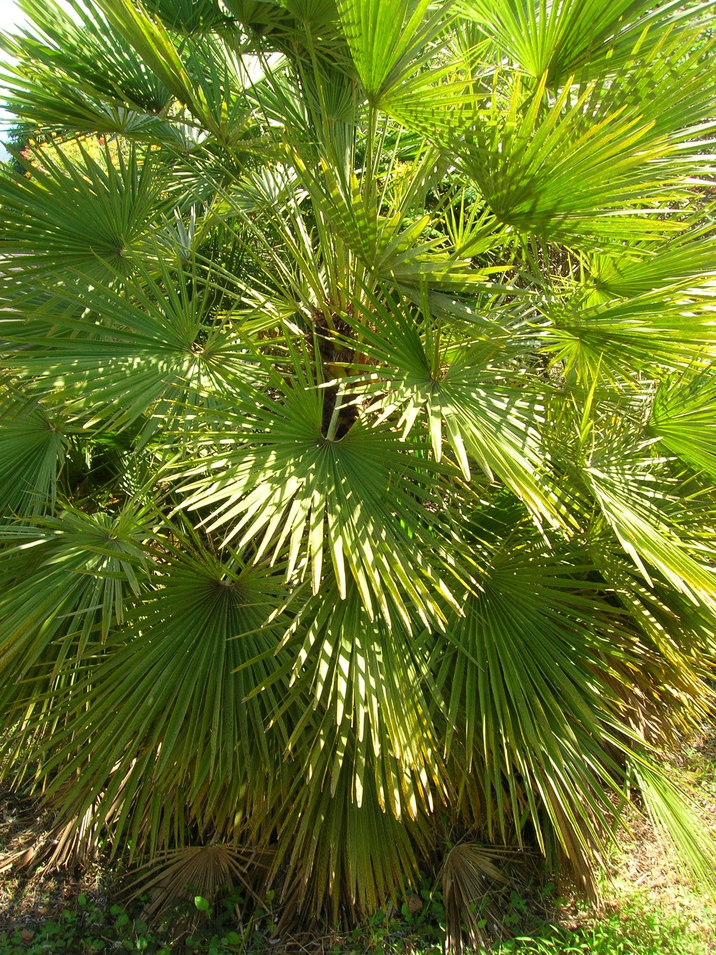 5 MEDITERRANEAN FAN PALM European Dwarf Tree Shrub Chamaerops Humilis Seeds
