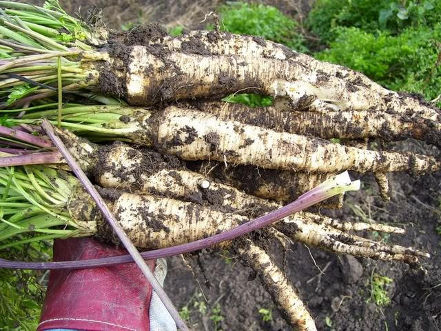 1000 HAMBURG ROOTED PARSLEY Petroselinum Crispum Tuberosum Root Vegetable Seeds