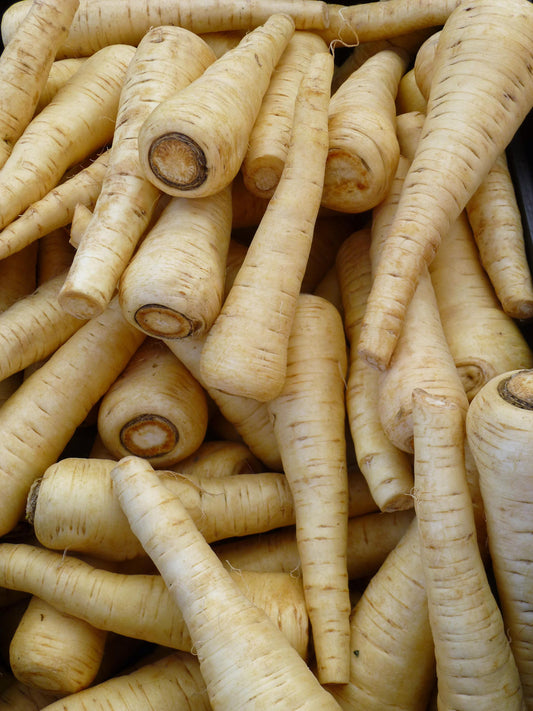 1000 HARRIS MODEL PARSNIP Pastinaca Sativa White 12" Root Vegetable Seeds