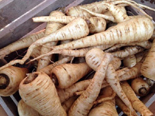 1000 ALL AMERICAN PARSNIP Pastinaca Sativa White Root Vegetable Seeds