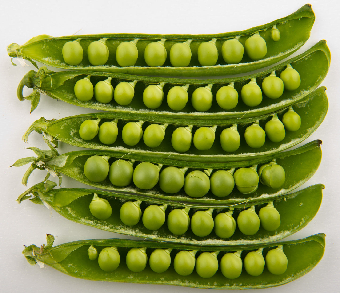 50 GREEN ARROW PEA Heirloom Shelling English Pisum Sativum Vegetable Seeds