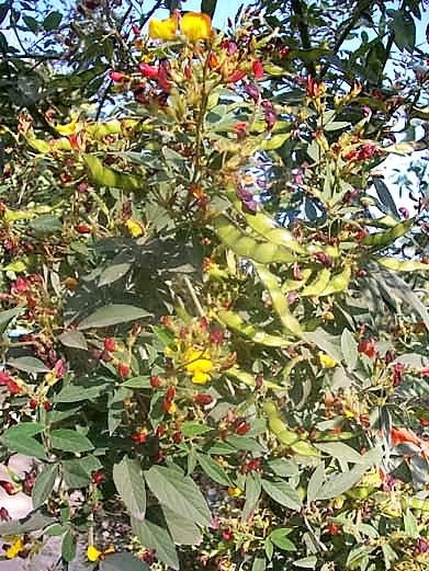 Jamaican Gungo Peas And Rice: A Delicious Caribbean Delight - Jerk Tavern