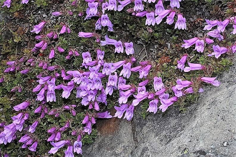 50 ALPINE PENSTEMON Davidsonii Davidson's Beardtongue Purple Flower Seeds
