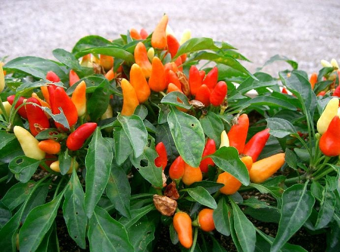 25 BOLIVIAN RAINBOW PEPPER Multi Colored Chili Capsicum Annuum Vegetable Seeds