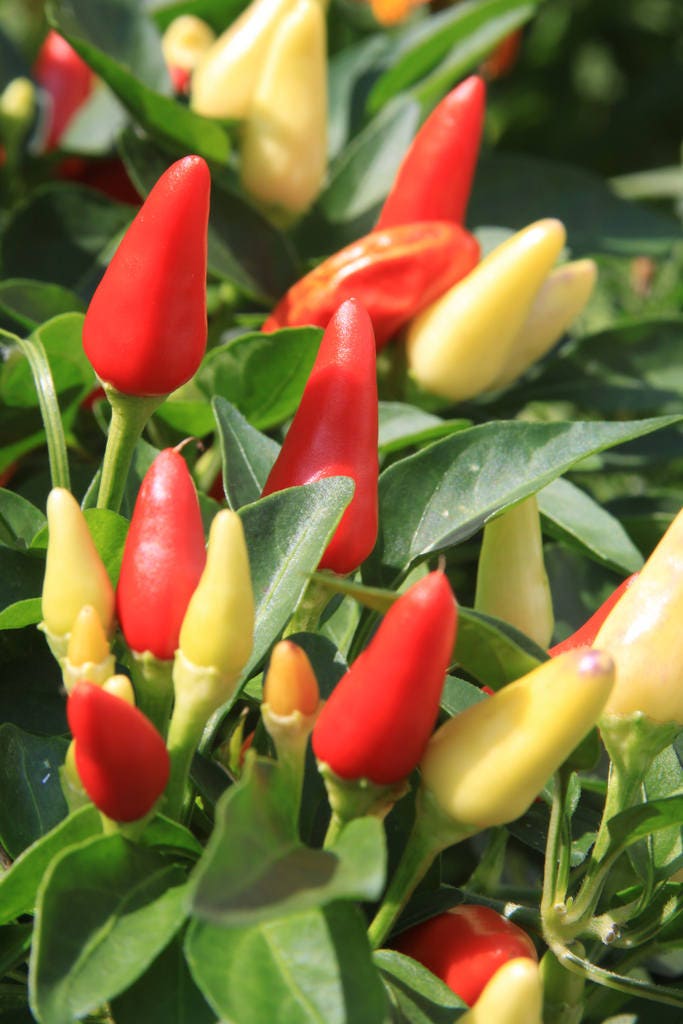25 BOLIVIAN RAINBOW PEPPER Multi Colored Chili Capsicum Annuum Vegetable Seeds