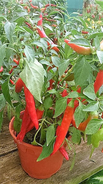 25 JIMMY NARDELLO PEPPER Sweet Red Italian Capsicum Annuum Vegetable Seeds