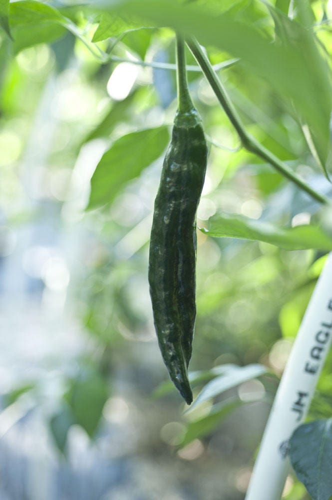 50 PASILLA BAJIO PEPPER Mexican Chile Negro Capsicum Annuum Vegetable Seeds