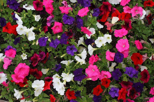 200 Mixed LAURA BUSH PETUNIA Violacea Pink Purple White Trumpet Flower Seeds