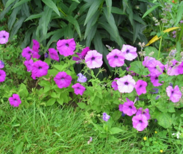 200 Mixed LAURA BUSH PETUNIA Violacea Pink Purple White Trumpet Flower Seeds