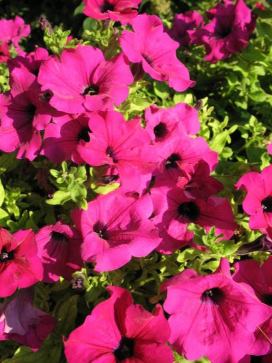 200 Pink LAURA BUSH PETUNIA Violacea Perennial Frilled Trumpet Flower Seeds