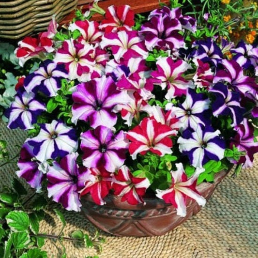 100 STAR MIX PETUNIA Mixed Colors Petunia Violacea Flower Seeds Red Blue Purple