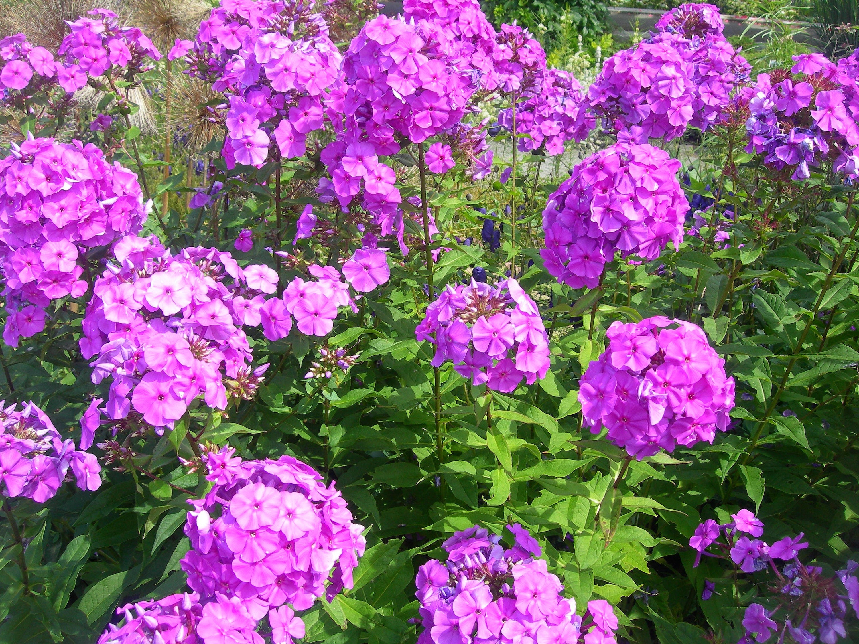 50 Pink & Purple Salvia Seeds – Perennial Flower, Hummingbird Attractor – Toadstool Seeds, USA
