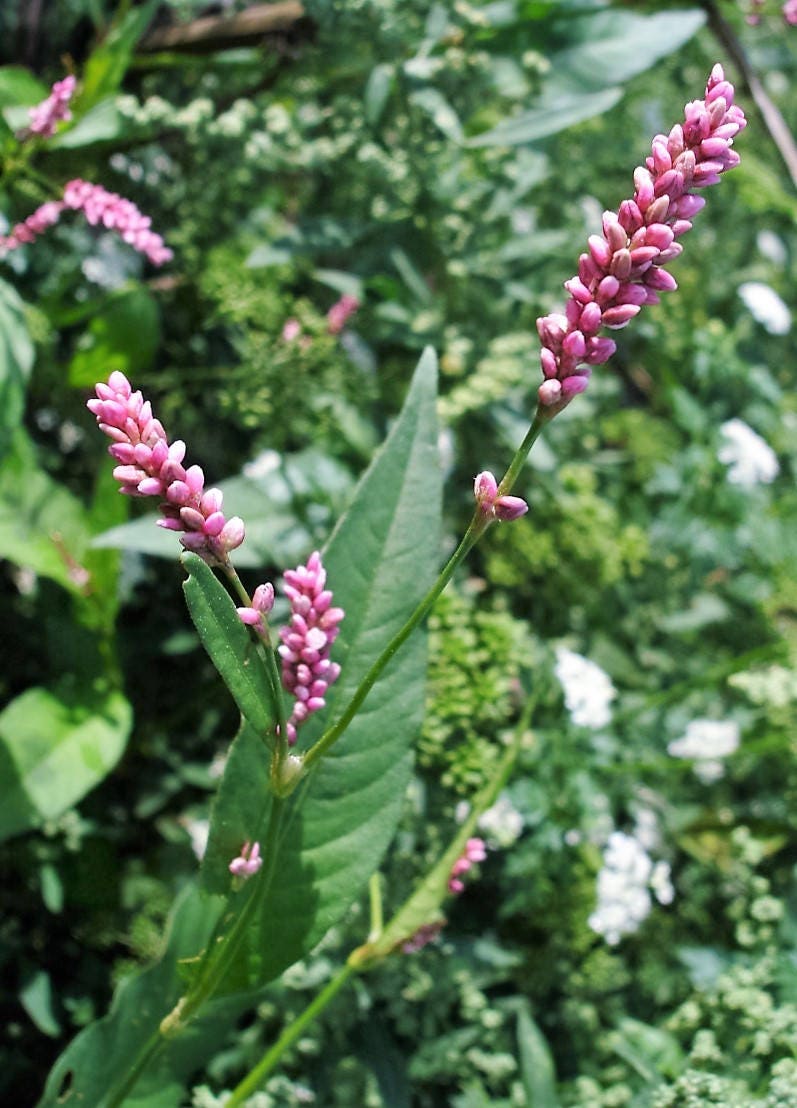100 PINKWEED Smartweed Pink Knotweed Polygonum Wetland Flower Herb Seeds