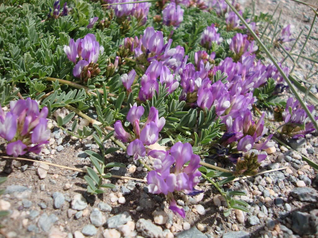 10 GROUND PLUM Flower Cover Ground Plum Milkvetch Astragalus Crassicarpus Seeds