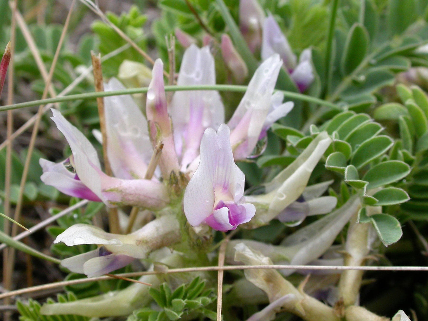 10 GROUND PLUM Flower Cover Ground Plum Milkvetch Astragalus Crassicarpus Seeds