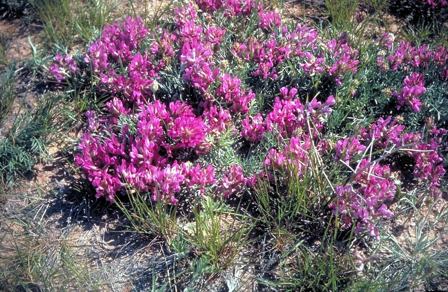 10 GROUND PLUM Flower Cover Ground Plum Milkvetch Astragalus Crassicarpus Seeds