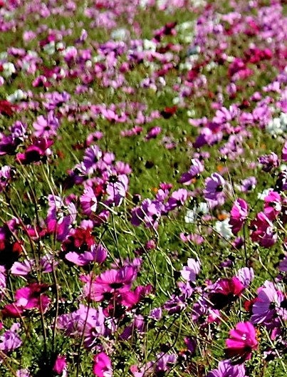 1000 PEPPERBOX POPPY MIX Papaver Somniferum Mixed Colors Red Violet Flower Seeds