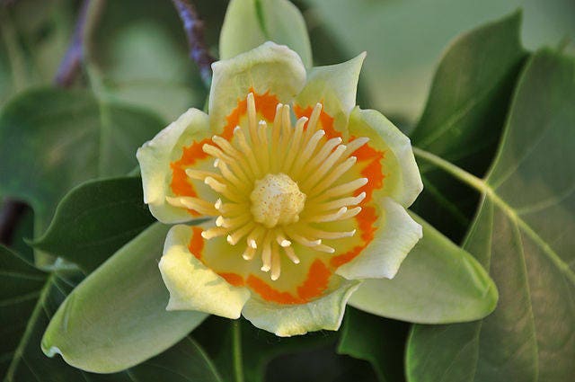 15 TULIP POPLAR TREE Yellow Flower Liriodendron Tulipifera Whitewood Seeds