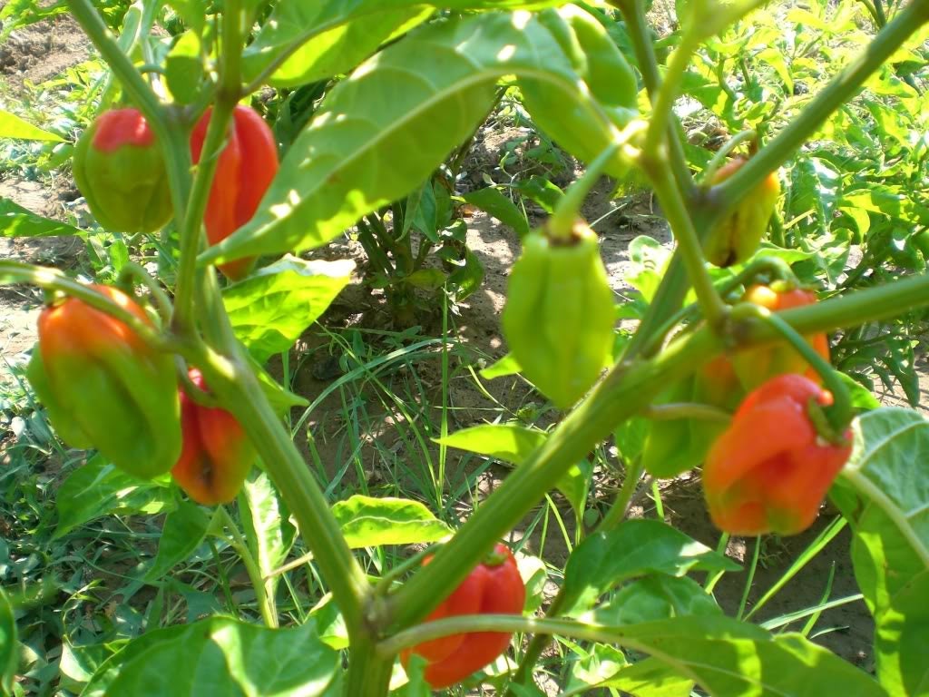 40 Orange SCOTCH BONNET PEPPER very hot Jamaican Capsicum Annuum Vegetable Seeds