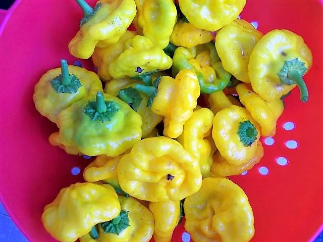 40 Yellow SCOTCH BONNET PEPPER very hot Jamaican Capsicum Annuum Vegetable Seeds