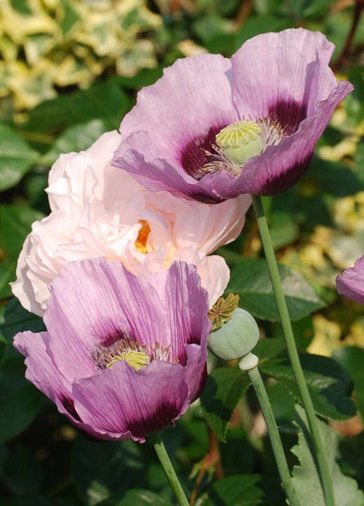 1000 SINGLE LILAC POPPY Papaver Somniferum Purple Heirloom Flower Seeds