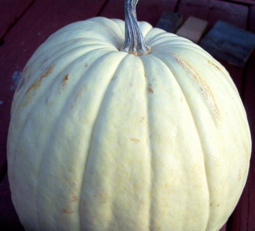 5 WHITE CASPER PUMPKIN White Skin Orange Flesh Cucurbita Maxima Vegetable Seeds