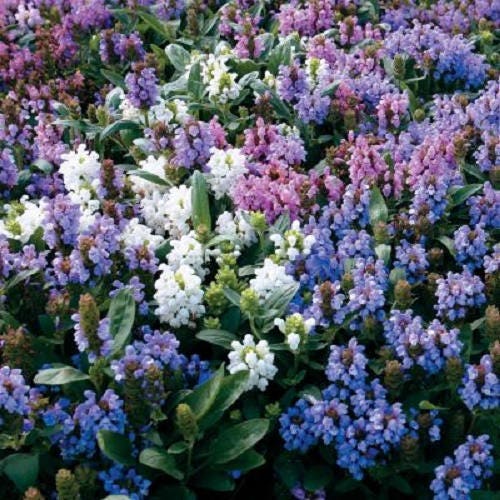 50 PAGODA MIX PRUNELLA Grandiflora Bigflower Selfheal Blue Pink etc Flower Seeds