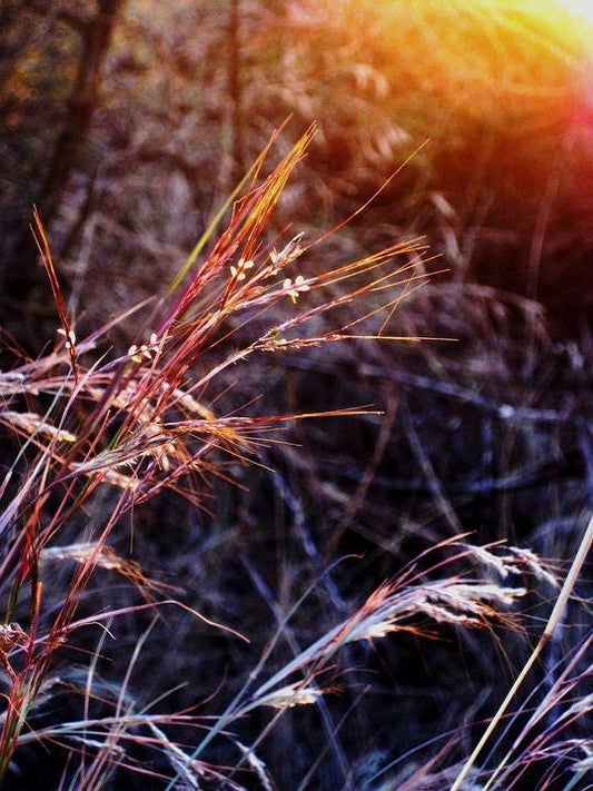 100 PURPLETOP GRASS Purple Tall Red Top Ornamental Triodia Flava Seeds