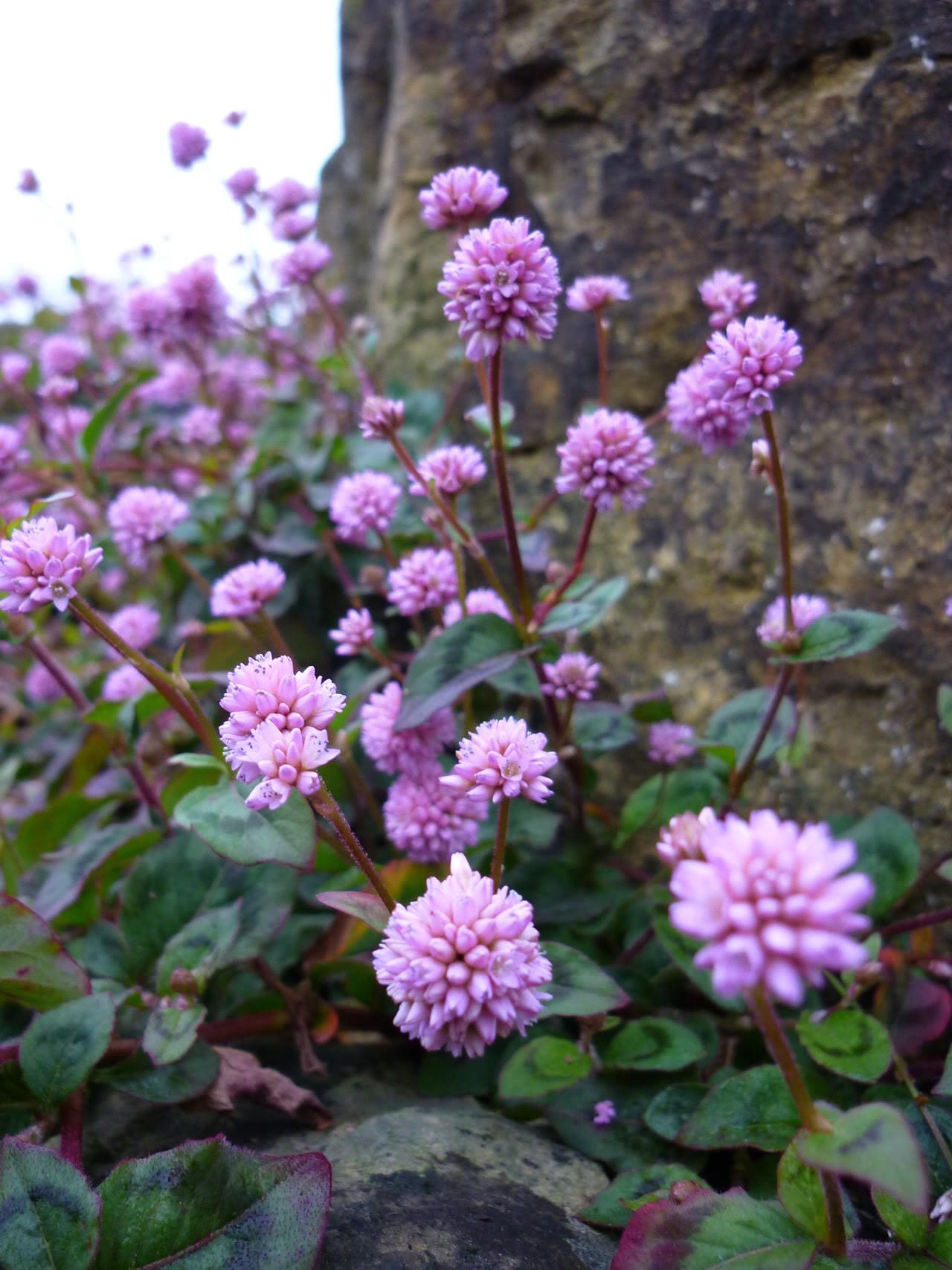 20 PUNCHING BALLS Pink Buttons Persicaria Capitata Polygonum Flower Se –  Seedville USA