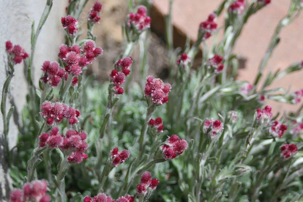 20 RED PUSSYTOES Pink RedTinted Antennaria Dioica Rubra Everlasting Flower Seeds