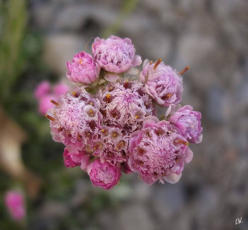 20 RED PUSSYTOES Pink RedTinted Antennaria Dioica Rubra Everlasting Flower Seeds