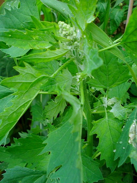 50 Organic MINT VANILLA QUINOA Green & White Chenopodium Vegetable Grain Seeds SuperFood