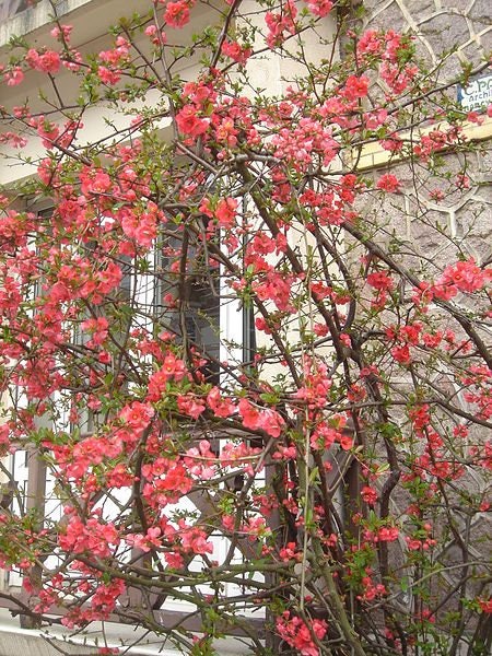 20 Chinese QUINCE FRUIT TREE Chaenomeles Sinensis Fruit Flower Seeds Thornless