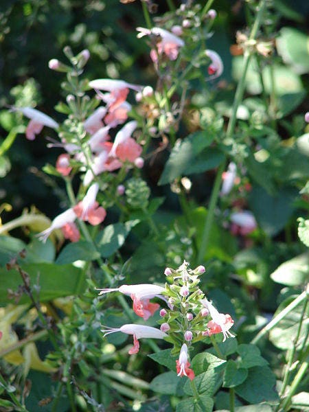 30 CORAL NYMPH SALVIA Coccinea Hummingbird Sage Flower Seeds