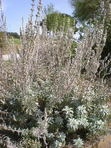75 Sacred California WHITE SAGE Salvia Apiana Shrub Silver Folliage Native Smudge Seeds