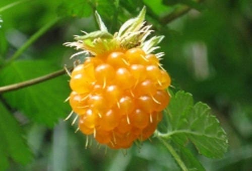 20 SALMONBERRY RUSSIAN RASPBERRY Rubus Spectabilis Fruit Seeds Purple Flowers