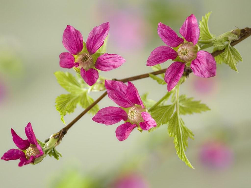 20 SALMONBERRY RUSSIAN RASPBERRY Rubus Spectabilis Fruit Seeds Purple Flowers