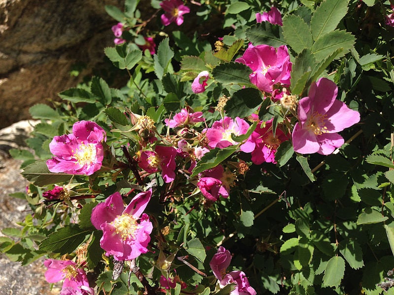 15 Pink WOOD'S ROSE Bush Mountain Rose Rosa Woodsii Fragrant Flower Seeds